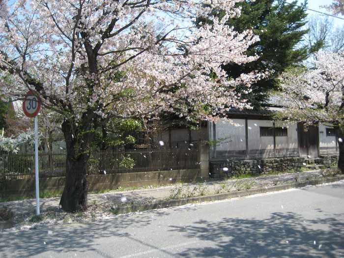 長瀞の桜（北桜通り）