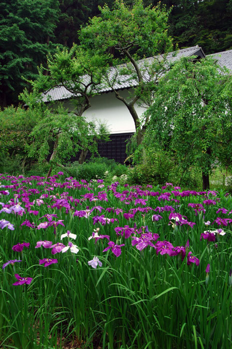 東慶寺の花菖蒲(写真提供:鎌倉市観光協会)