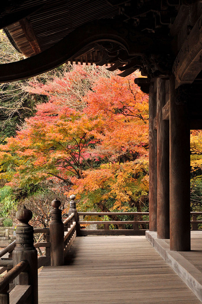 妙本寺の紅葉（写真提供：鎌倉観光協会）