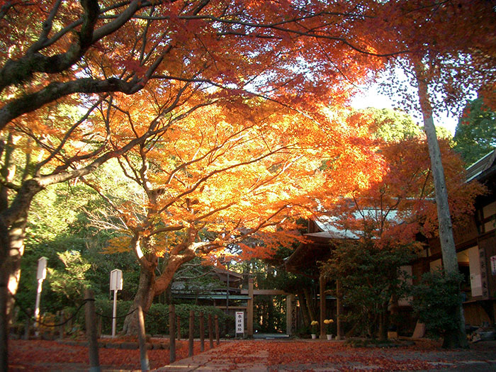 鎌倉宮の紅葉(写真提供:鎌倉観光協会)