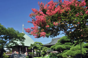 本覚寺のサルスベリ(百日紅)(写真提供:鎌倉市観光協会)