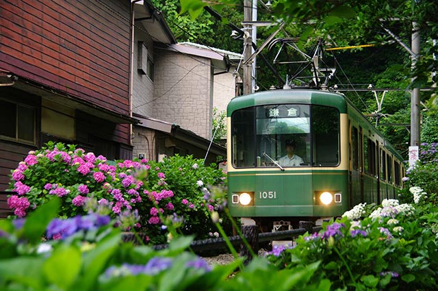 江ノ電とあじさい（写真提供：鎌倉観光協会）