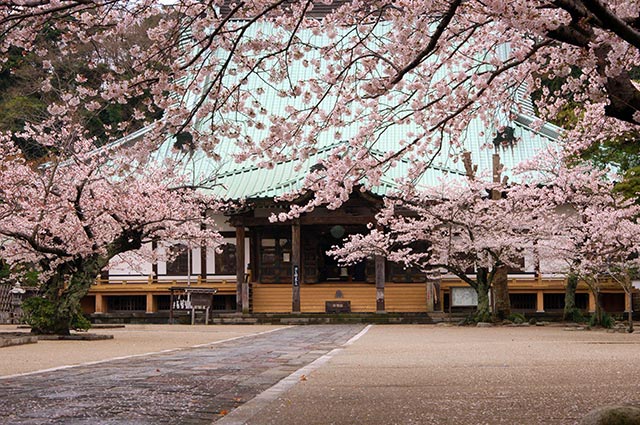 光明寺の桜（写真提供：鎌倉観光協会）