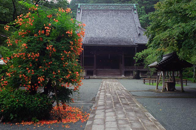 妙本寺のノウゼンカズラ（写真提供：鎌倉観光協会）