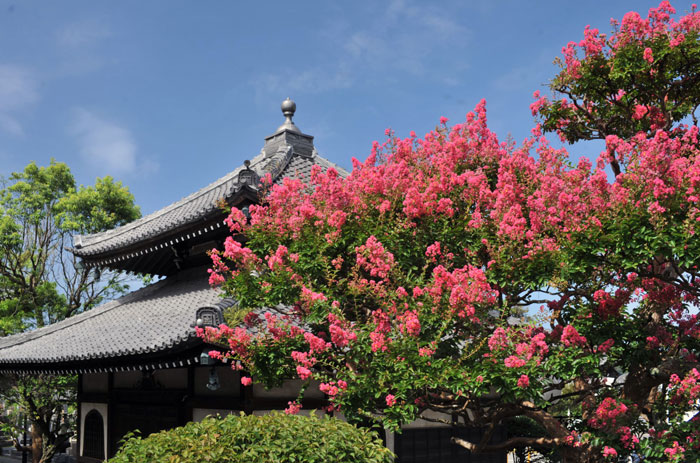 本覚寺のサルスベリ（百日紅）（写真提供：鎌倉市観光協会）