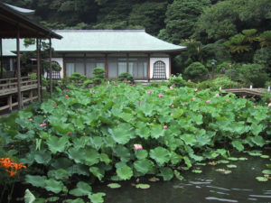 光明寺の蓮(写真提供:鎌倉市観光協会)