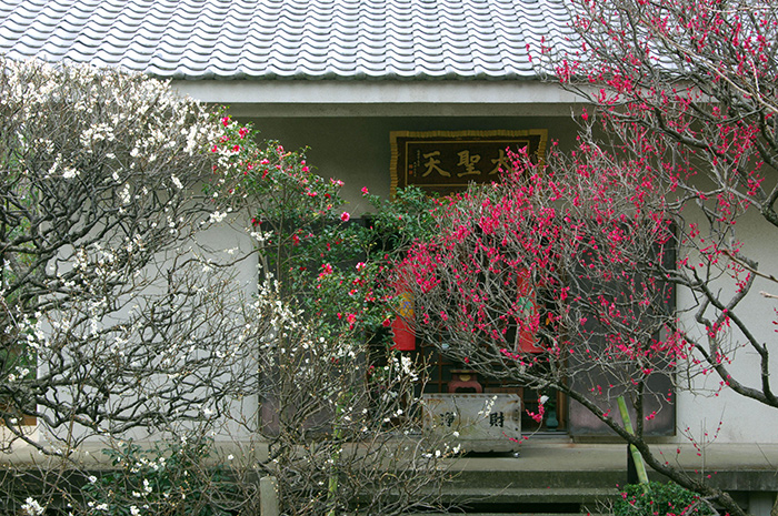 宝戒寺の白梅・紅梅（写真提供：鎌倉観光協会）