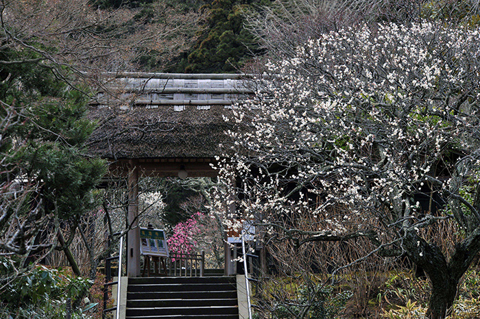 東慶寺の白梅(写真提供:鎌倉観光協会)