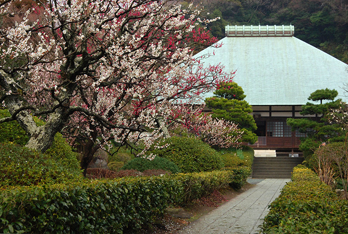 浄妙寺の白梅・紅梅（写真提供：鎌倉観光協会）