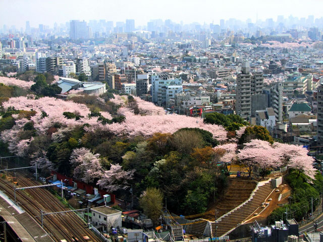 飛鳥山公園の桜 俯瞰