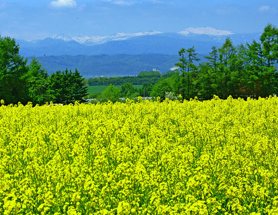 残雪と菜の花畑 滝川市 (写真提供:空知総合振興局)