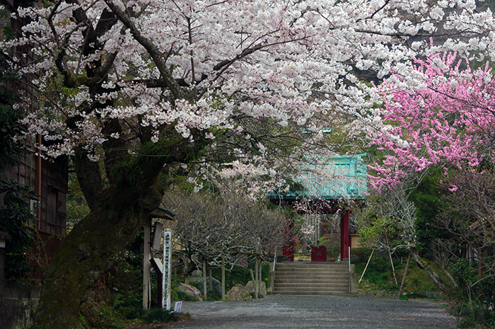 光則寺の桜（写真提供：鎌倉観光協会）