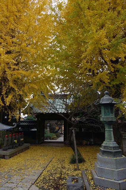 常立寺のイチョウ（写真提供：鎌倉観光協会）